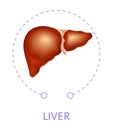 Liver internal body organ isolated icon anatomy