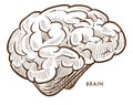 Brain internal cerebral organ isolated sketch nervous system