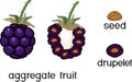 Internal and external structure of blackberry aggregate fruit in section