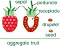 Internal and external structure of raspberry aggregate fruit