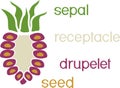 Internal and external structure of raspberry aggregate fruit