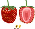 Internal and external structure of strawberry aggregate fruit Royalty Free Stock Photo