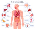 Internal human body organ location scheme infographic visual, teaching aid, study guide vector