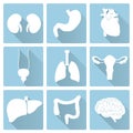 Internal human body organs flat blue and white icon