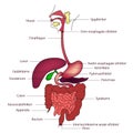 Internal human Digestive system anatomy illustration line art with labels Royalty Free Stock Photo