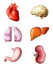 Internal human organs Royalty Free Stock Photo