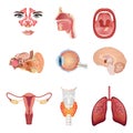 Internal human organs. Anatomical parts of the human body, brain, stomach, nose, Royalty Free Stock Photo