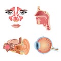Internal human organs. Anatomical parts of the human body, brain, stomach, nose, ear. Royalty Free Stock Photo