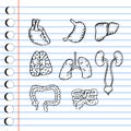 Internal human organs hand drawn icons set Royalty Free Stock Photo