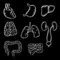 Internal human organs hand drawn icons set Royalty Free Stock Photo