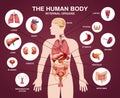 Internal Human Organs Silhouette Composition Royalty Free Stock Photo