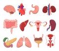 Internal human organs vector isolated. Medical images