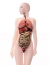 Internal human organs, woman Royalty Free Stock Photo