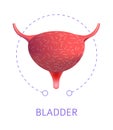 Bladder internal organ isolated icon urinary system anatomy