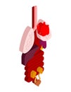 Internal organ isometric. 3D anatomy of human body. Heart and br Royalty Free Stock Photo