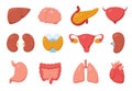 Internal organs. Heart, stomach, pancreas, kidney, liver, brain, intestine. Cartoon human inner body organ anatomy