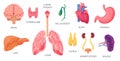 Internal organs. Human anatomical body parts, brain, stomach, kidney and spleen. Cartoon urinary system, heart and lungs Royalty Free Stock Photo