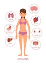 Internal organs of the human body. Anatomy of the female body