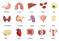 Internal organs of human body, anatomy and medicine Royalty Free Stock Photo