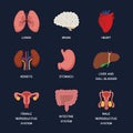 Internal organs. Human body anatomy organ icons, cartoon lungs and heart, urinary system and liver, reproductive function and