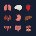 Internal organs. Human body anatomy organ icons, cartoon lungs and heart, urinary system and liver, reproductive function and