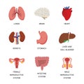 Internal organs. Human body anatomy organ icons, cartoon lungs and heart, urinary system and liver, reproductive function and