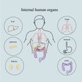 Internal organs in a human body. Anatomy of people