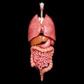 Internal organs of Human body