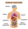 Internal organs of human body. Medical info graphics, education scheme concept of anatomy system. Section view of a