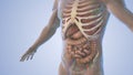 An individual's body's internal organs