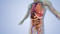 An individual's body's internal organs