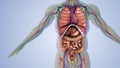 An individual's body's internal organs