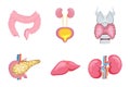 Internal organs of human, such as liver, kidneys. Pancreas, colon intestine, thyroid are isolated on white background. Cartoon