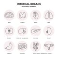 Internal organs icon set. Human organs infographic elements in line design isolated on white background. Brain, thyroid