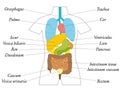 Internal Organs Latin Terms Anatomy Chart