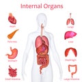 Internal organs