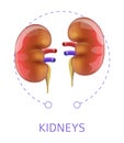 Internal organs pair kidneys isolated icon anatomy