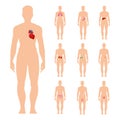 Internal organs set Royalty Free Stock Photo