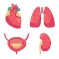 Internal organs vector illustration. Vector drawing of heart, lungs, bladder, kidney