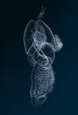 Internal organs of a woman, medically 3D illustration Royalty Free Stock Photo
