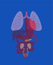 Internal organs X-ray human anatomy body. Heart and Lungs. Liver