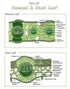 Internal part of Monocot and Dicot leaf Royalty Free Stock Photo