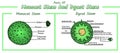 Internal part of Monocot and Dicot Stem