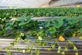 Strawberries hothouse Royalty Free Stock Photo