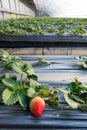 Strawberries hothouse Royalty Free Stock Photo