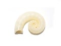 Spirula spirula shell on white Royalty Free Stock Photo