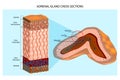 Internal structure of the adrenal gland showing the cortical layers and medulla