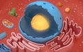 Internal structure of an animal cell, 3d rendering. Section view Royalty Free Stock Photo