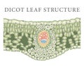 Internal Structure of dicot leaf Royalty Free Stock Photo