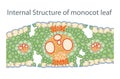 Internal Structure of monocot leaf